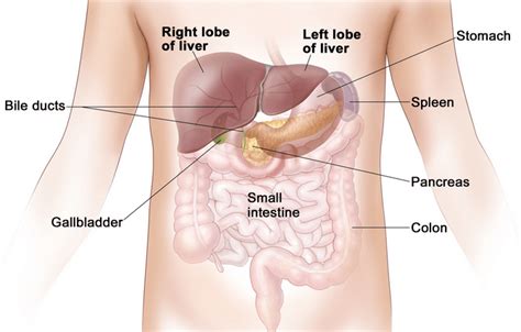 Where is the liver located and Liver Pain Causes, Symptoms,Treatment