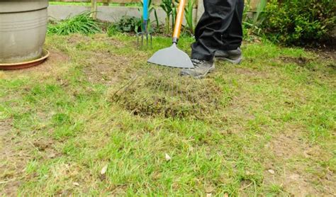 How To Get Rid Of Moss In Your Lawn Improve The Lawn