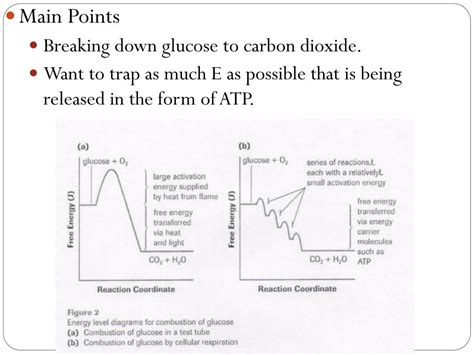 Ppt Chapter 2 Cellular Respiration Powerpoint Presentation Free