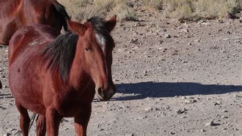 Wild Mustangs Nevada Desert Herd Grazing Stock Footage Video (100% Royalty-free) 1017275650 ...