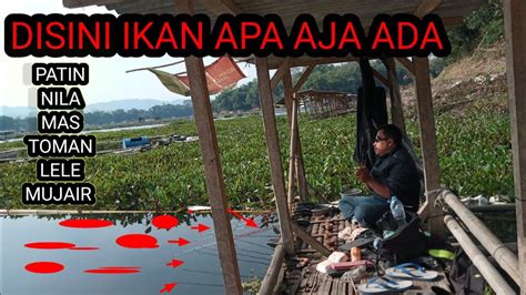 Mancing Ikan Nila Mas Dan Patin Youtube