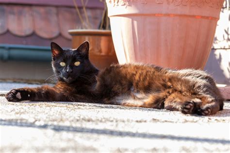 Caring For A Cat With An Amputated Leg