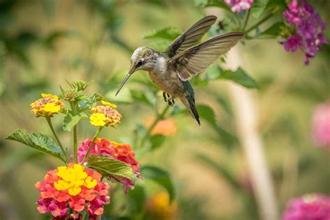 Download Flower Bird Animal Hummingbird Hd Wallpaper