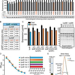 Design Expression And Biophysical Characterization Of Nnaa Containing