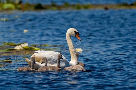 Cisne Y Pollos Del Cisne En El Delta De Danubio Foto De Archivo