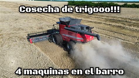 Trilla De Trigo En El Barro Con Cosechadoras La Massey Ferguson