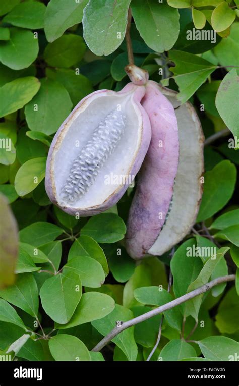 Akebia Fruit Hi Res Stock Photography And Images Alamy