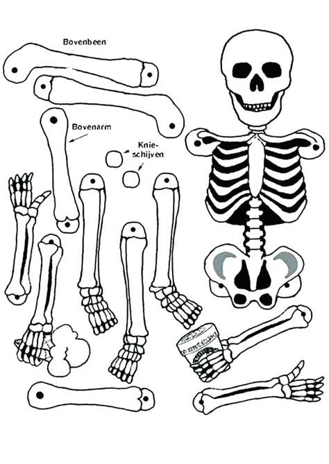 Axial Skeleton Coloring Pages At Free Printable