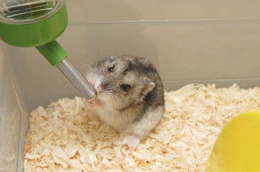 How to Make a Hamster Water Bottle at Home | Cuteness