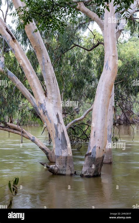 Darling River in flood after drought breaking rain in outback New South ...