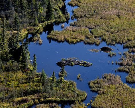 Worlds Largest Beaver Dam Wood Buffalo National Park