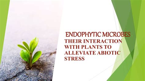 Endophytes Ppt