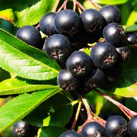 Aronia Melanocarpa Black Chokeberry — Native Plant Salvage Foundation