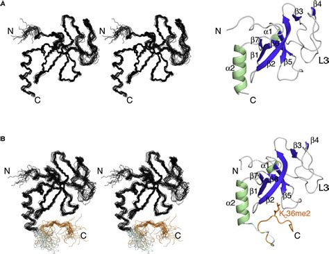 Figure From Structural Basis For The Recognition Of Methylated