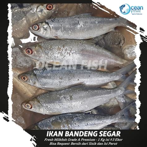 Jual Ikan Bandeng Segar Fresh Milkfish Super Bandeng Segar Bersih