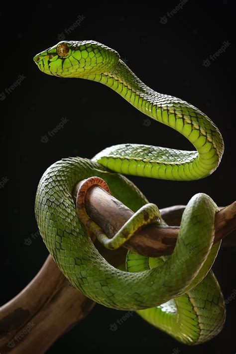 Premium Photo | Green Pit Viper Snake