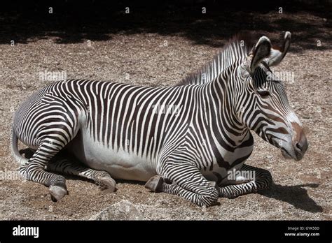 Grevy S Zebra Equus Grevyi Also Known As The Imperial Zebra At