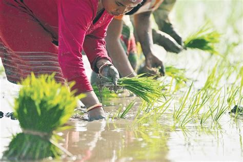 Significance of Hareli festival: Transforming farmers’ lives