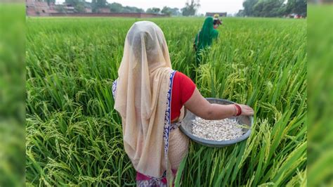 कृषी विधेयक 2020 किमान आधारभूत किंमत काय आहे आणि कोण ठरवतं Farmers