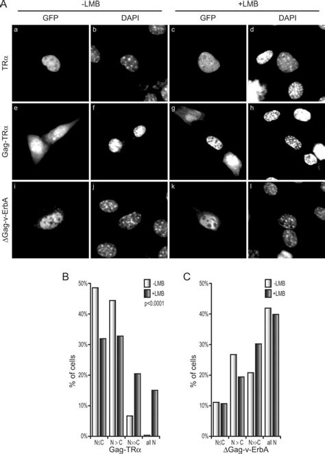 Fusion Of Gag With Tr Confers Partial Crm1 Dependent Nuclear Export On