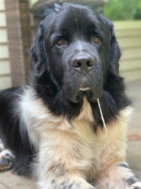 Questions About The Landseer Newfoundland - My Brown Newfies