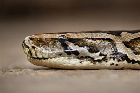 head  burmese python stock photo image  species