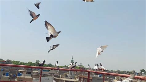 Baby Pigeon Ki Phirat Hashim Mahmood Pigeons YouTube