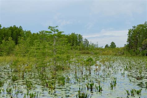 Okefenokee National Wildlife Refuge Leisure Travel Vans