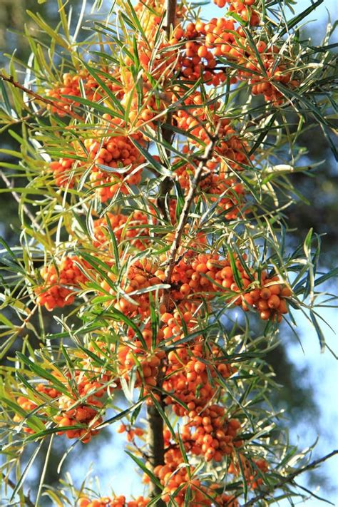 Sea Buckthorn Plant with Fruits Stock Photo - Image of seabuckthorn ...