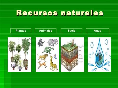 Recursos Naturales Concepto tipos conservación y ejemplos