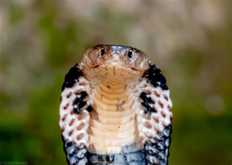 Chinese Cobra - Naja atra — HongKongSnakeID.com