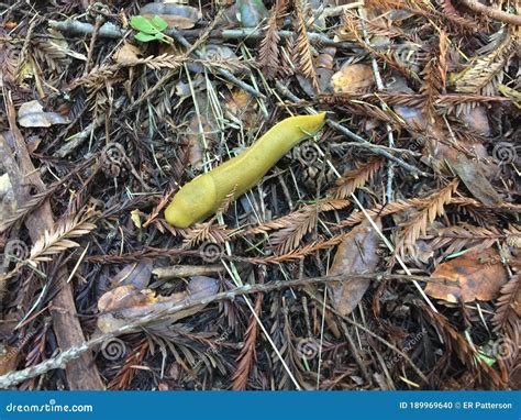 Banana Slug Stock Photo Image Of Forest Sunshine Unexpected 189969640