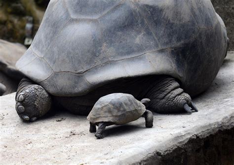 Aldabra Giant Tortoise Baby