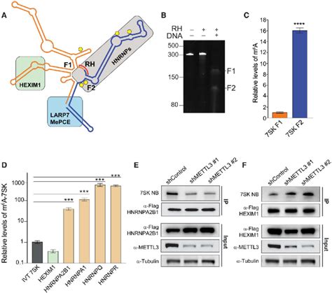 HEXIM1 Preferentially Binds Unmethylated 7SK A 7SK Secondary