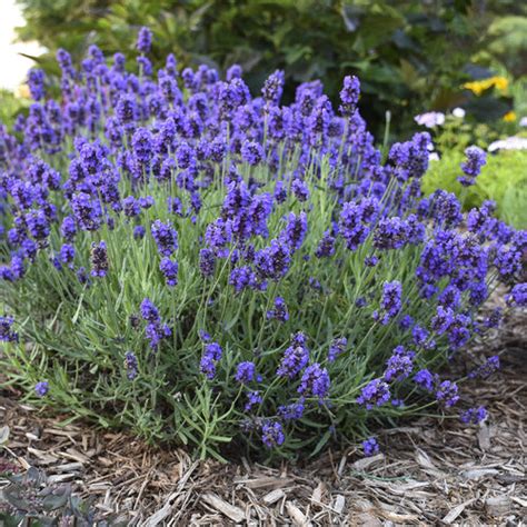 Perennials - Easy Plants that Come Back Every Year | Proven Winners