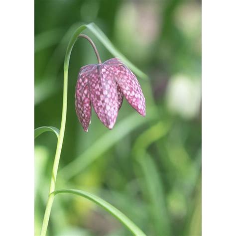 Bulbe De Fritillaria Meleagris Snake S Head Fritillary Peter Nyssen