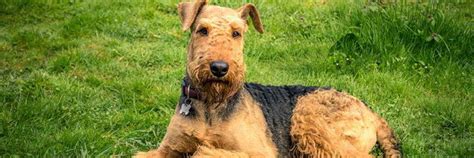 Airedale Terrier Rescue Texas