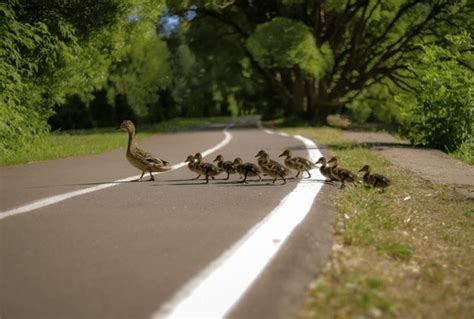 5,481 Ducks Crossing Images, Stock Photos, 3D objects, & Vectors ...