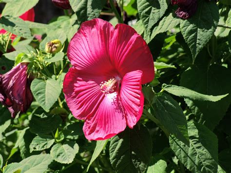 Swamp Hibiscus Moscheutos - Free photo on Pixabay - Pixabay