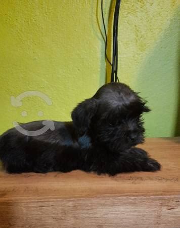 Schnauzer Miniatura Cachorro ANUNCIOS Julio Clasf