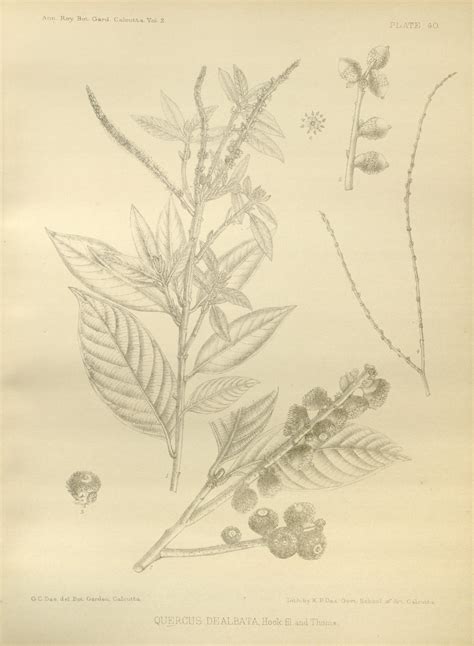 Lithocarpus dealbatus Images - Useful Tropical Plants