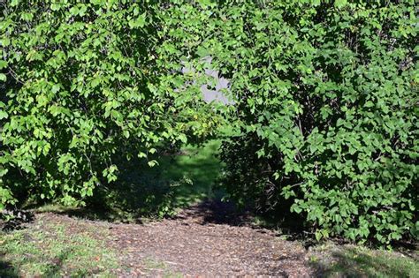 Arco De Folhas Sobre O Caminho Na Floresta Foto Premium