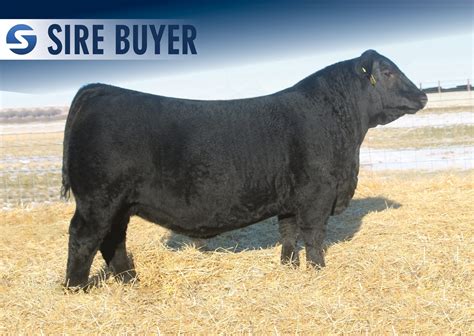 Angus Semen For Sale Sb10 2538 Sire Buyer