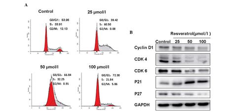 Resveratrol Induces Cell Cycle Arrest Via A P Independent Pathway In