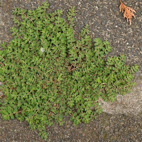 Hierba de la golondrina (Euphorbia prostrata)