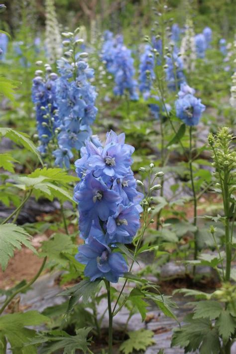 Spring Flowers In Japan Delphinium City Cost