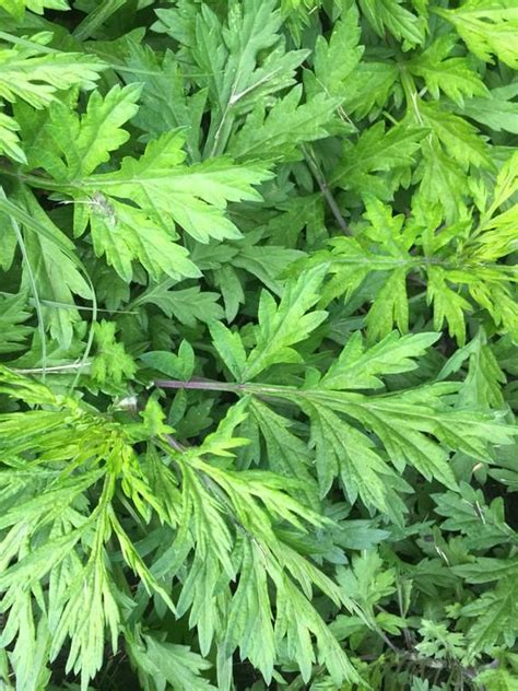 Yomogi Mugwort Artemisia Princeps 蓬 Ssuk 쑥 Suuk 黄花艾 Kui Ho