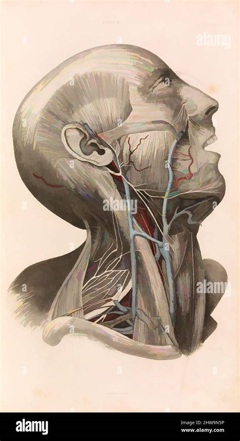 Art Inspired By Drawings And Prints Book A System Of Anatomical