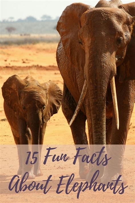 15+ Unique and Fun Facts About Elephants for Kids - HubPages