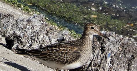 Geotripper S California Birds A New Bird On The Tuolumne River A